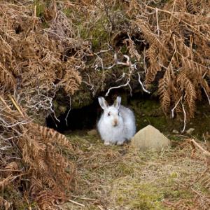 Mountain or Blue Hare DM0737