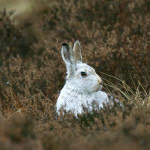 Mountain or Blue Hare DM0738
