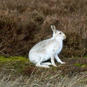 Mountain or Blue Hare DM0739