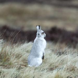 Mountain or Blue Hare DM0740