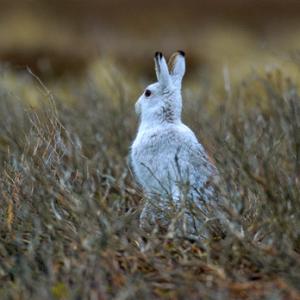 Mountain or Blue Hare DM0741