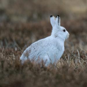 Mountain or Blue Hare DM0742