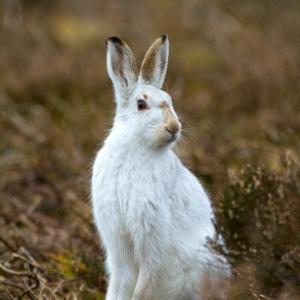 Mountain or Blue Hare DM0743