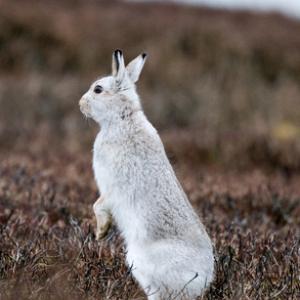 Mountain or Blue Hare DM0744