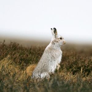 Mountain or Blue Hare DM0745