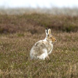 Mountain or Blue Hare DM0988