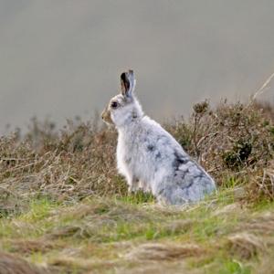 Mountain or Blue Hare DM0989