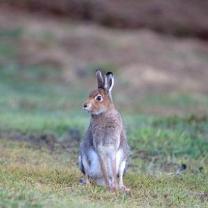 Mountain or Blue Hare DM0990