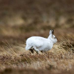 Mountain or Blue Hare DMO746