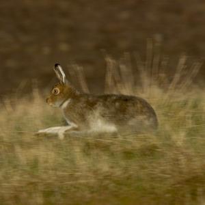 Mountain or Blue Hare in Summer Coat DM0751