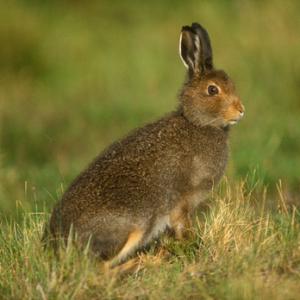 Mountain or Blue Hare in Summer Coat DM0752