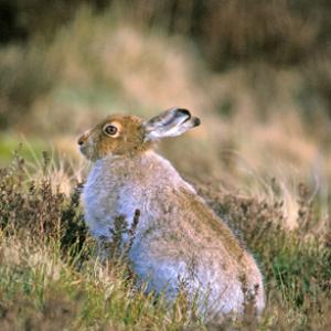 Mountain or Blue Hare in Summer Coat DM0753