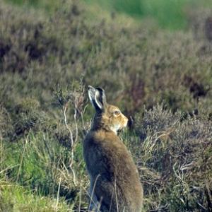 Mountain or Blue Hare in Summer Coat DN0749