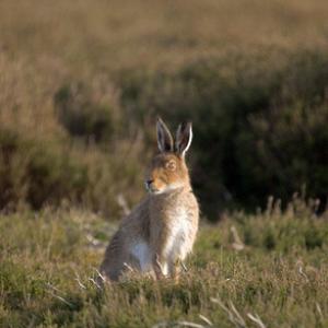 Mountain or Blue Hare in Summer DM0750