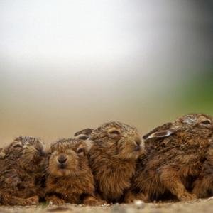 New Born Brown Hare Leverets DM1181