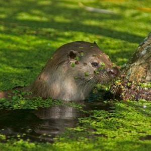 Otter  DM0648