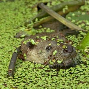 Otter  DM0735