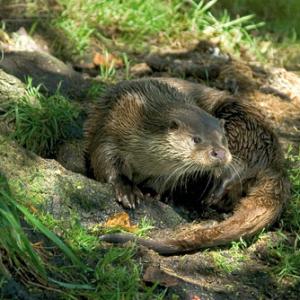 Otter 2 DM0248