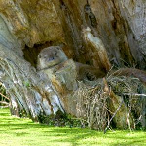 Otter DM0627
