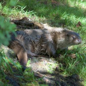 Otter DM0736
