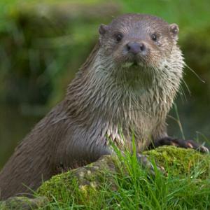 Otter DM0737