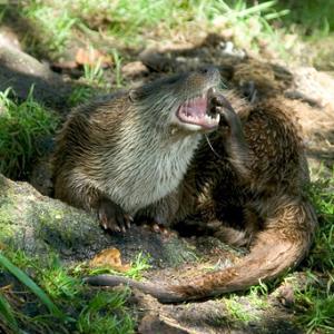 Otter DM0738