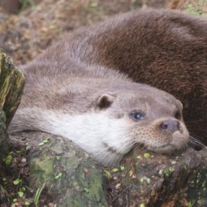 Otter DM0739