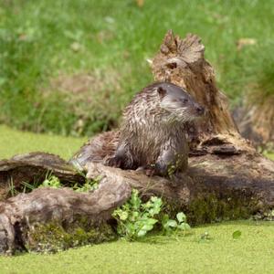 Otter DM0741