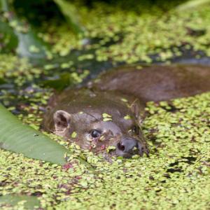 Otter DM0742