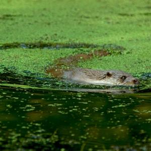 Otter DM0744