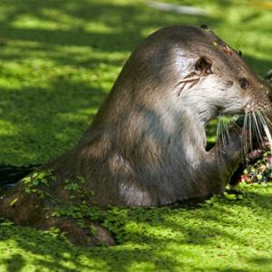 Otter 4