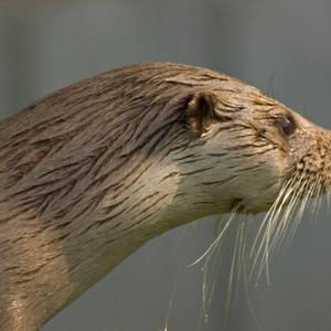 Otter 5