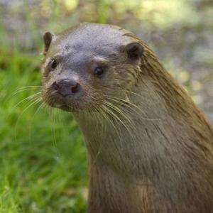 Otter DM0747