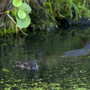 Otter DM0748