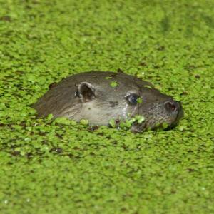 Otter DM0749