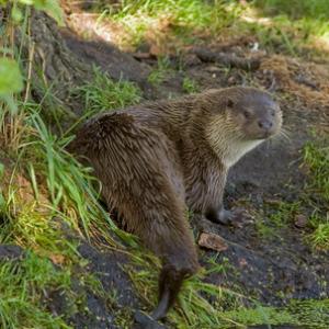 Otter DM0750