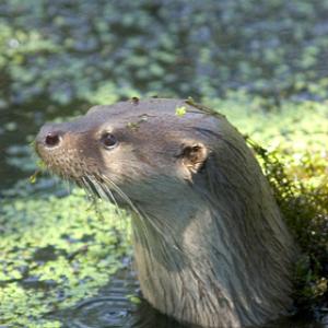 Otter DM0751