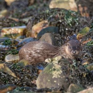  Otter DM2098