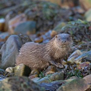  Otter DM2099