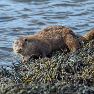  Otter  DM2101
