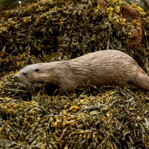 Otter DM2102