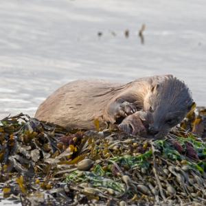 Otter eating  a Fish DM2108
