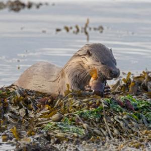  Otter eating a fish DM2103