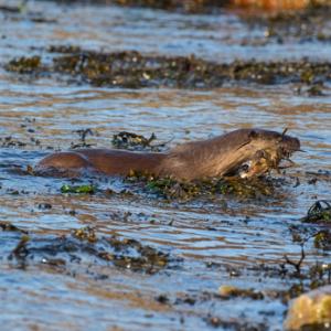  Otter with a Crab DM2104