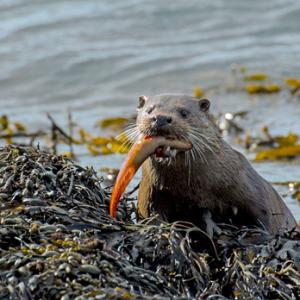  Otter with a Fish DM2105