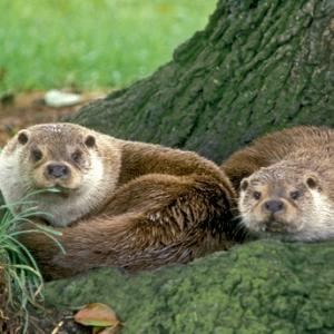 Otters DM0743