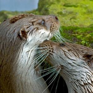 Otters