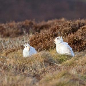 Pair of Mountain or Blue Hares DM0747