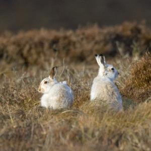 Pair of Mountain or Blue Hares DM0748