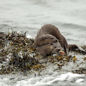   Pair of Otters DM2088